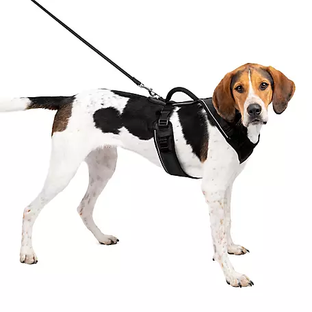 Puppy Must Haves cover photo collage