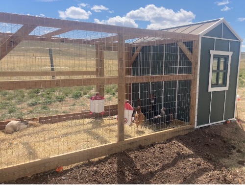 Chicken Coop / Hen House cover photo collage