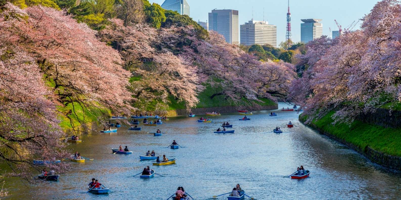 Springtime in Tokyo: Best Places to Visit, Eat & Experience cover photo collage