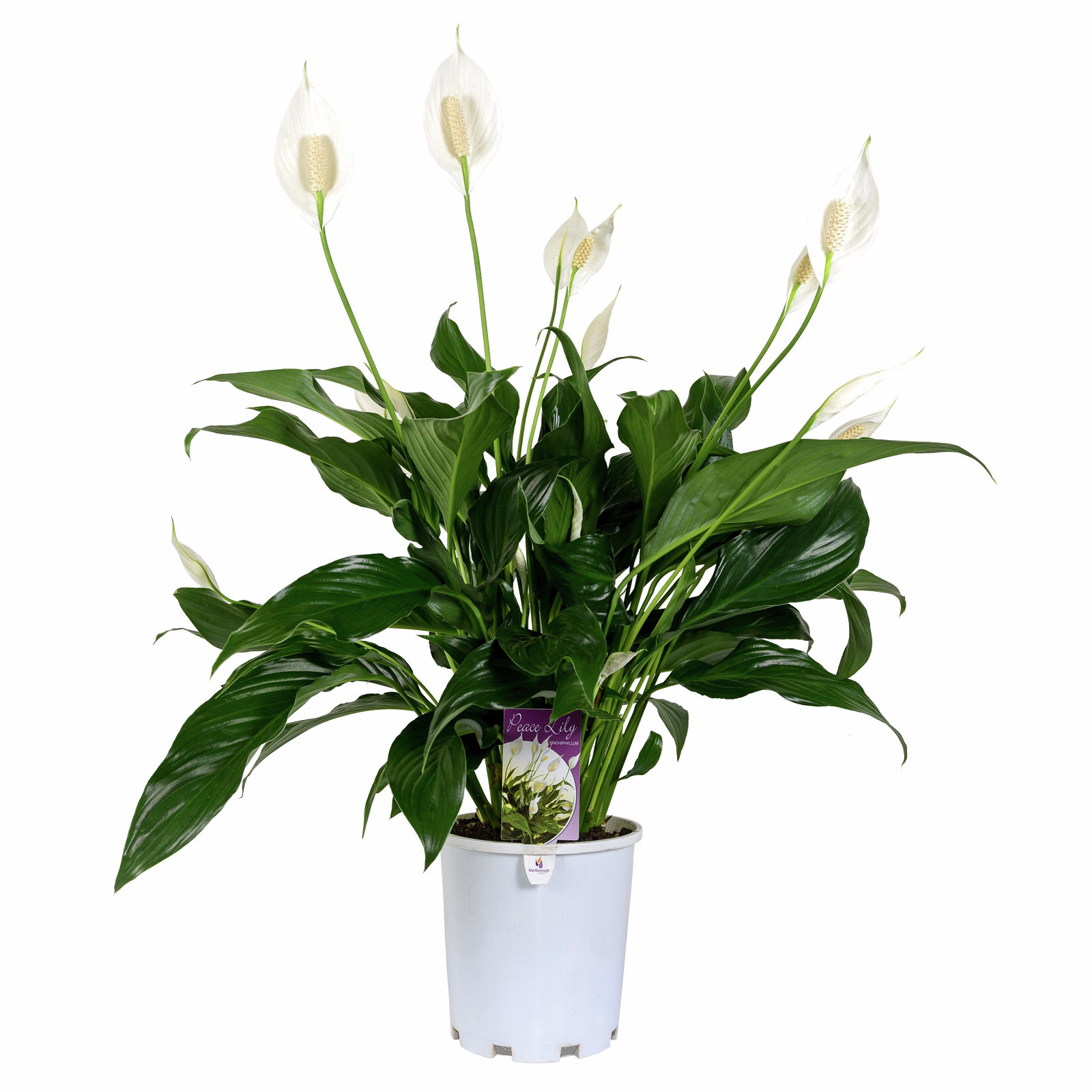 Beautiful Plants for your Workspace cover photo collage