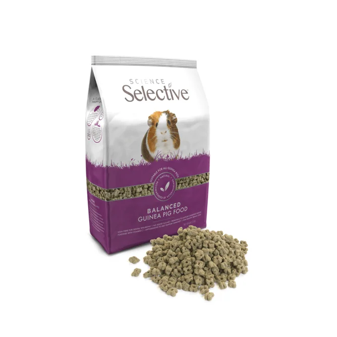 Guinea Pig care essentials cover photo collage