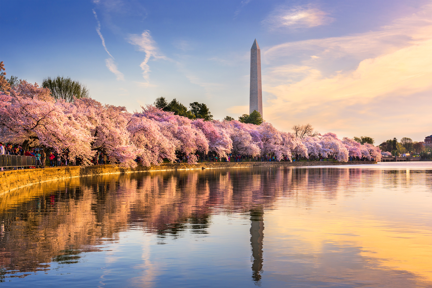 Your Guide to a Beautiful Spring in Washington, DC🌸🌷 cover photo collage