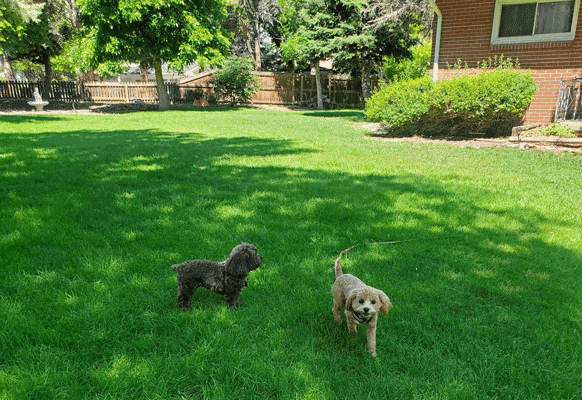 Pups Page cover photo collage