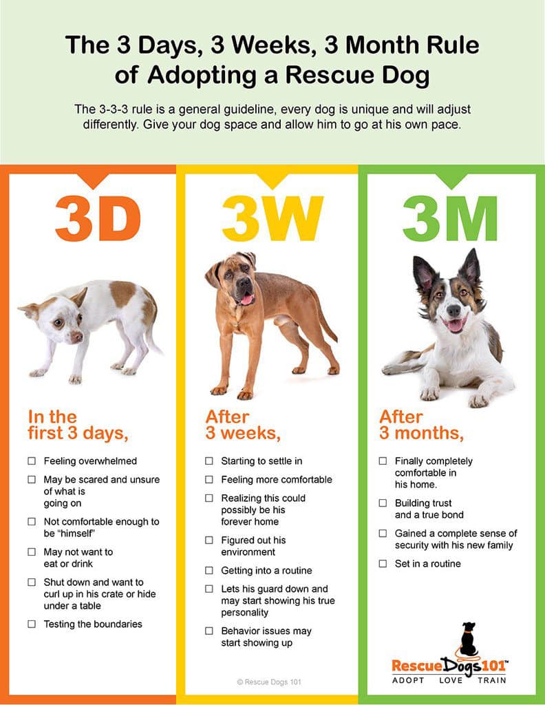 Tools and Resources for Adopting a Rescue Dog Who’s Experienced Trauma cover photo collage