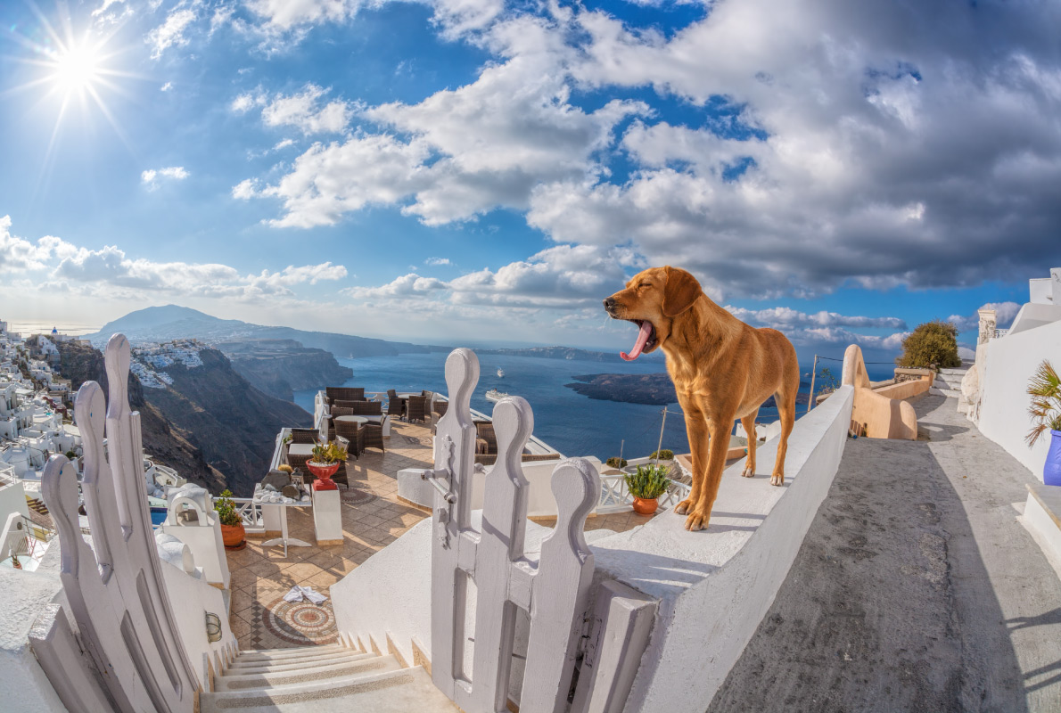 BEST Dog Friendly Hotels In Europe 🐶🏨 cover photo collage