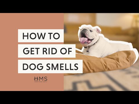 Spring Cleaning: Removing a Winter Season's Worth of Dog Smells cover photo collage