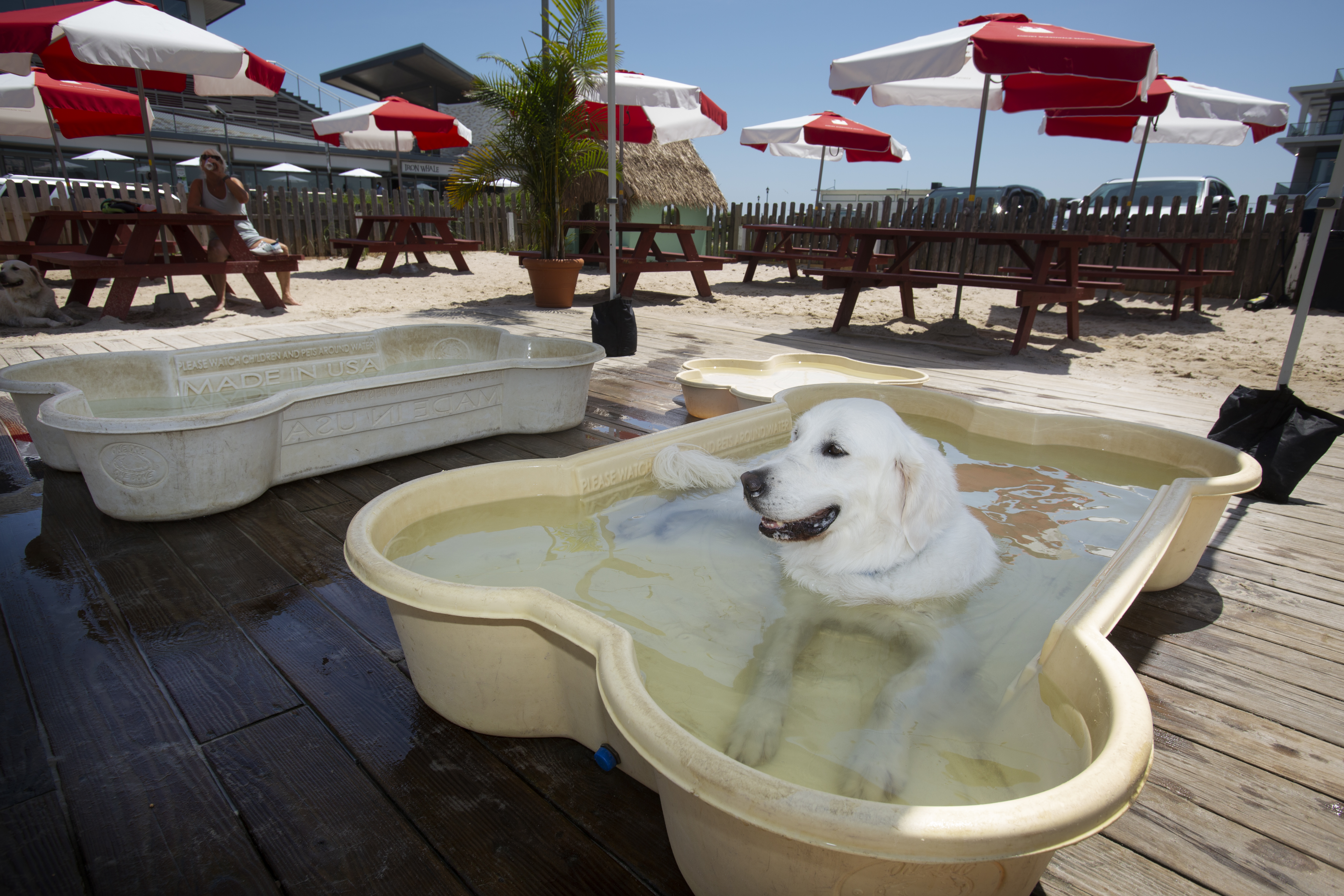 dog friendly places cover photo collage