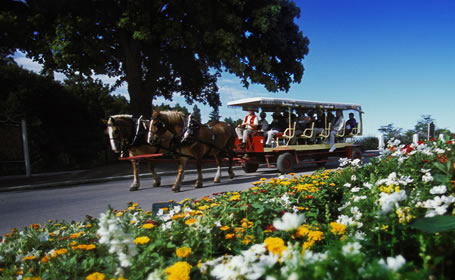 Mackinac Island Bliss: Your Ultimate Trip Plan cover photo collage