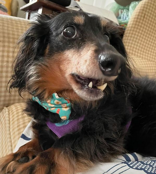 Cody shares his thoughts with his mum on the site The Medium. Check out some of his poetry and ponderings! PS: Mum as a few of her thoughts here too! Cody like to throw mum a bone sometimes! THESE ARE NOT AFFILIATE POSTS--SOME POSTS MAY HAVE AFFILIATE LINKS AND WILL BE SO NOTED cover photo collage