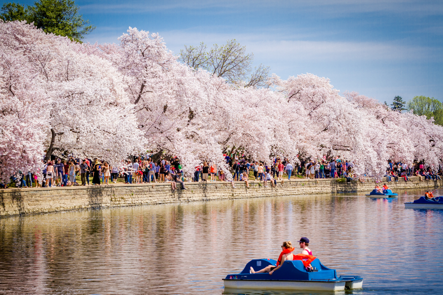 A Romantic Washington, D.C. Spring Getaway cover photo collage