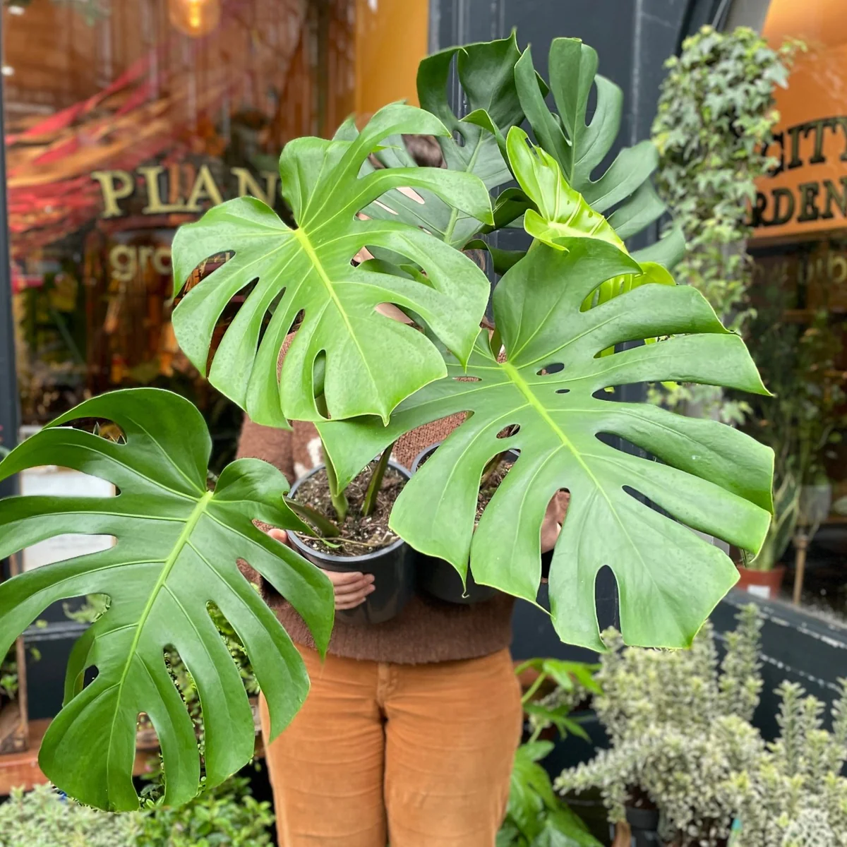 The ultimate guide to plant parenthood cover photo collage