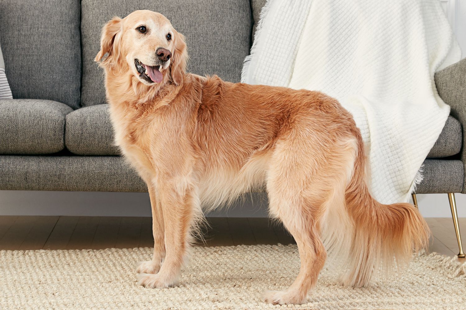 Love Your Golden Retriever Dog cover photo collage