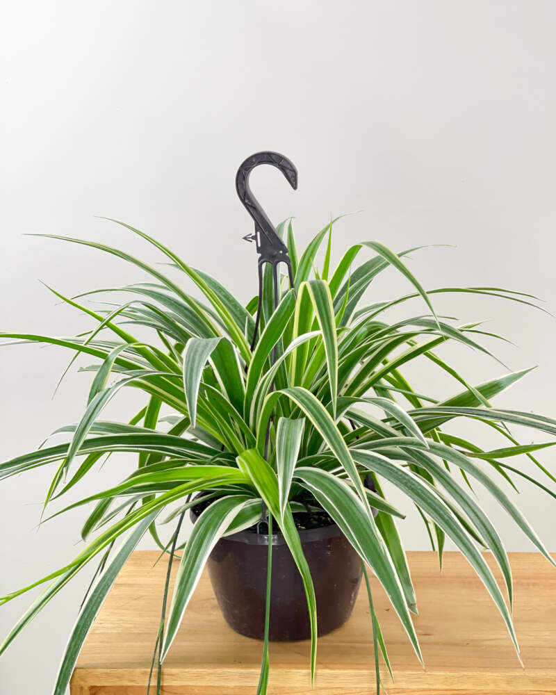 madagascar succulent plant Pachypodium lamerei 'Madagascar Palm' – DesertScapeSucculent main image 1