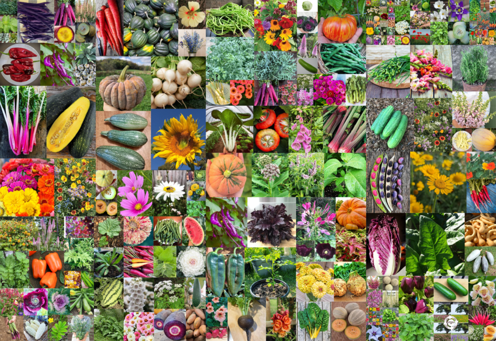 🪴Seeds + Gardening Chaos CONQUERED! cover photo collage