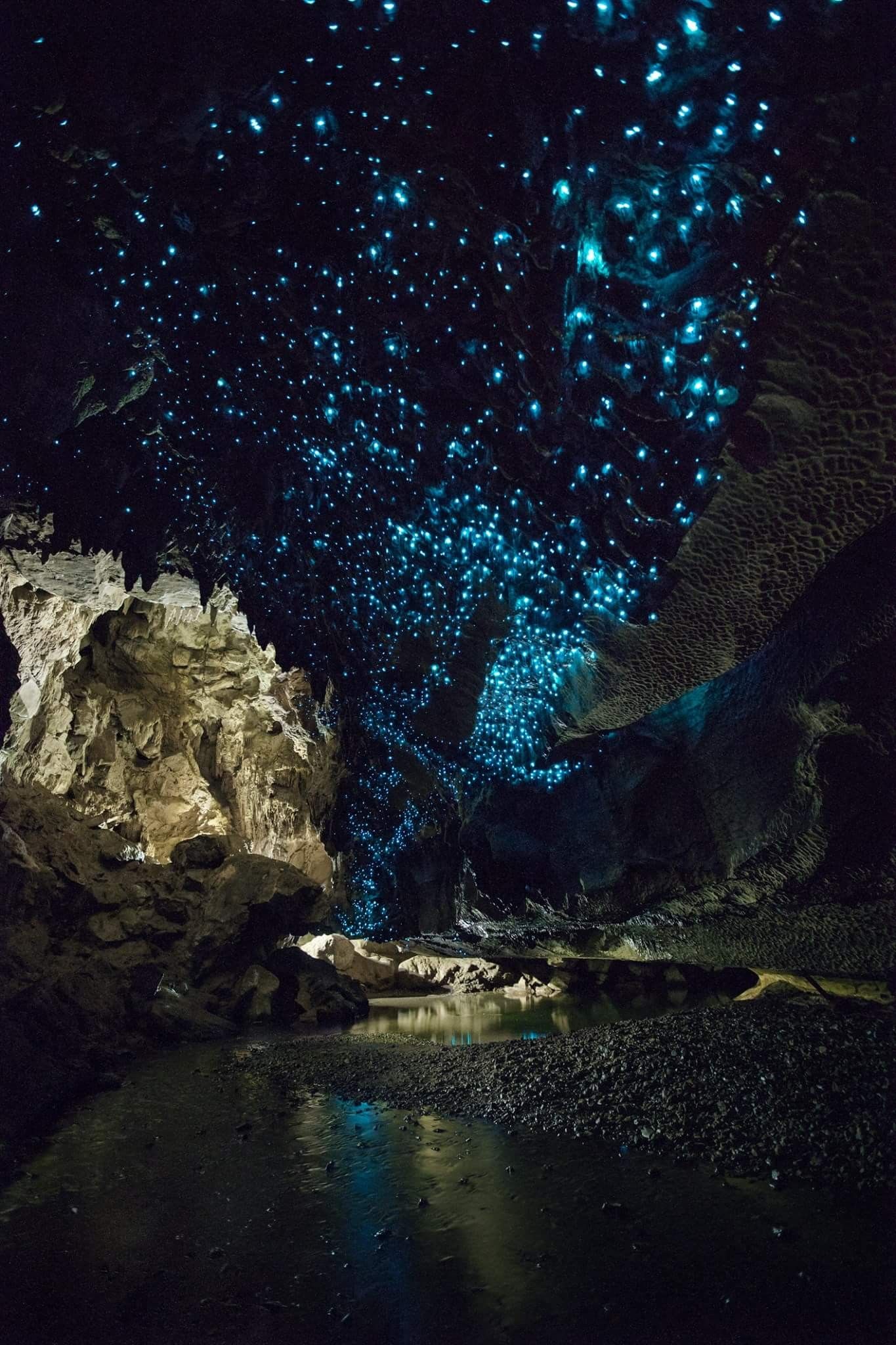 BEST Places To See Glow Worms In New Zealand 🌟 cover photo collage