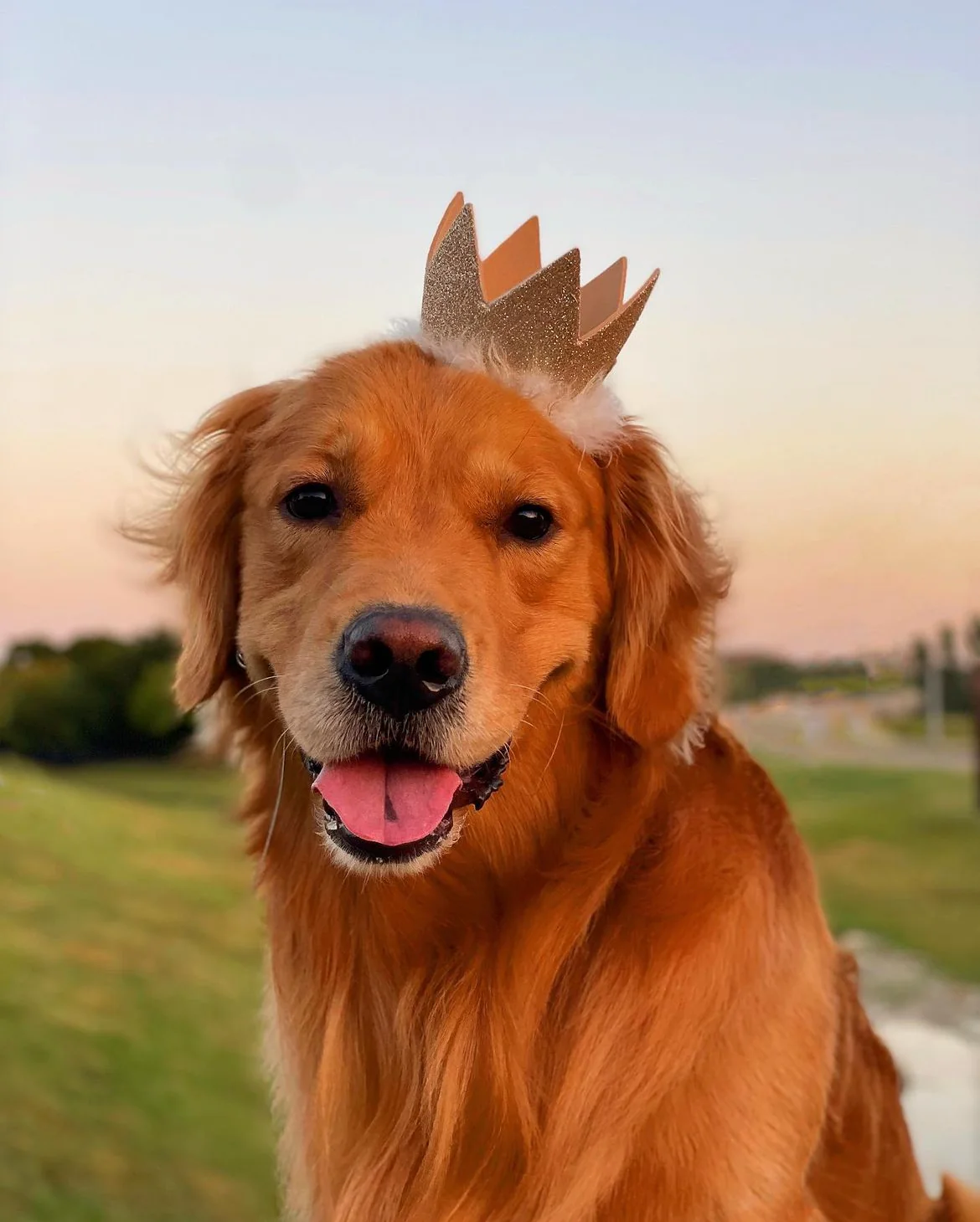 Essentials your sweet pup needs! cover photo collage