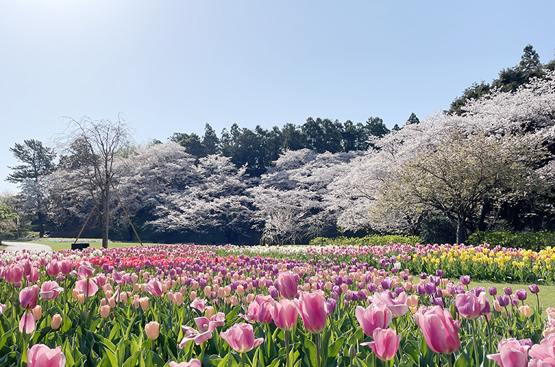 Looking For Places To Spend Your Fave Seasons in Shizuoka Prefecture, Japan? cover photo collage