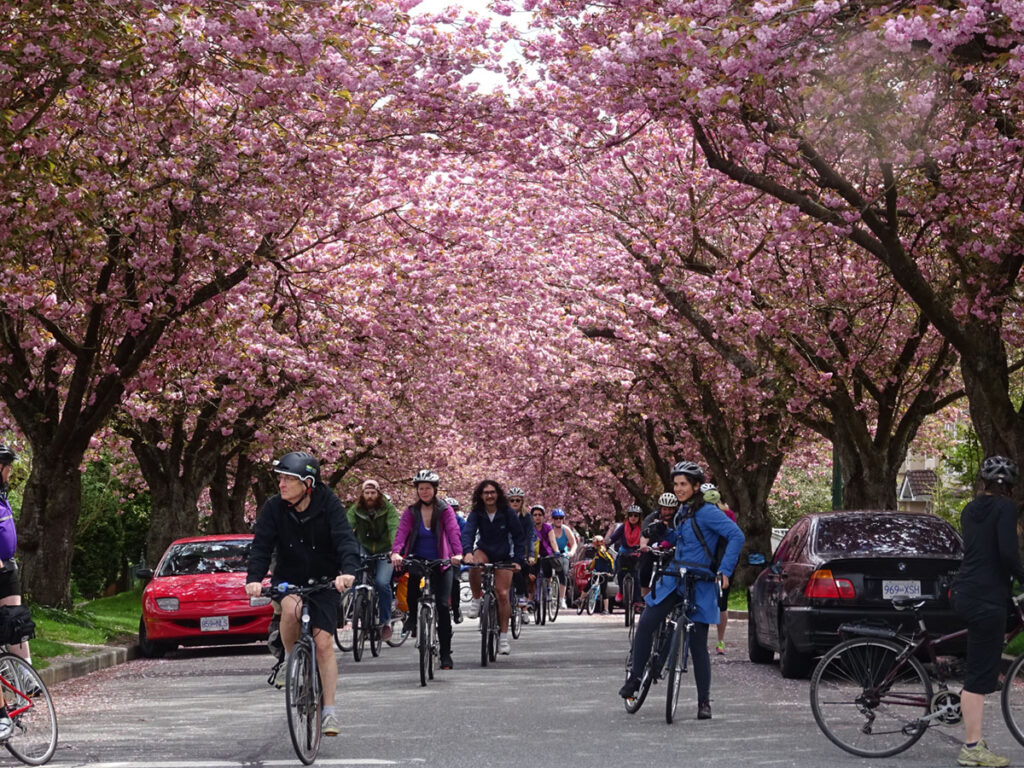 Where to Find Cherry Blossoms in Vancouver, BC cover photo collage