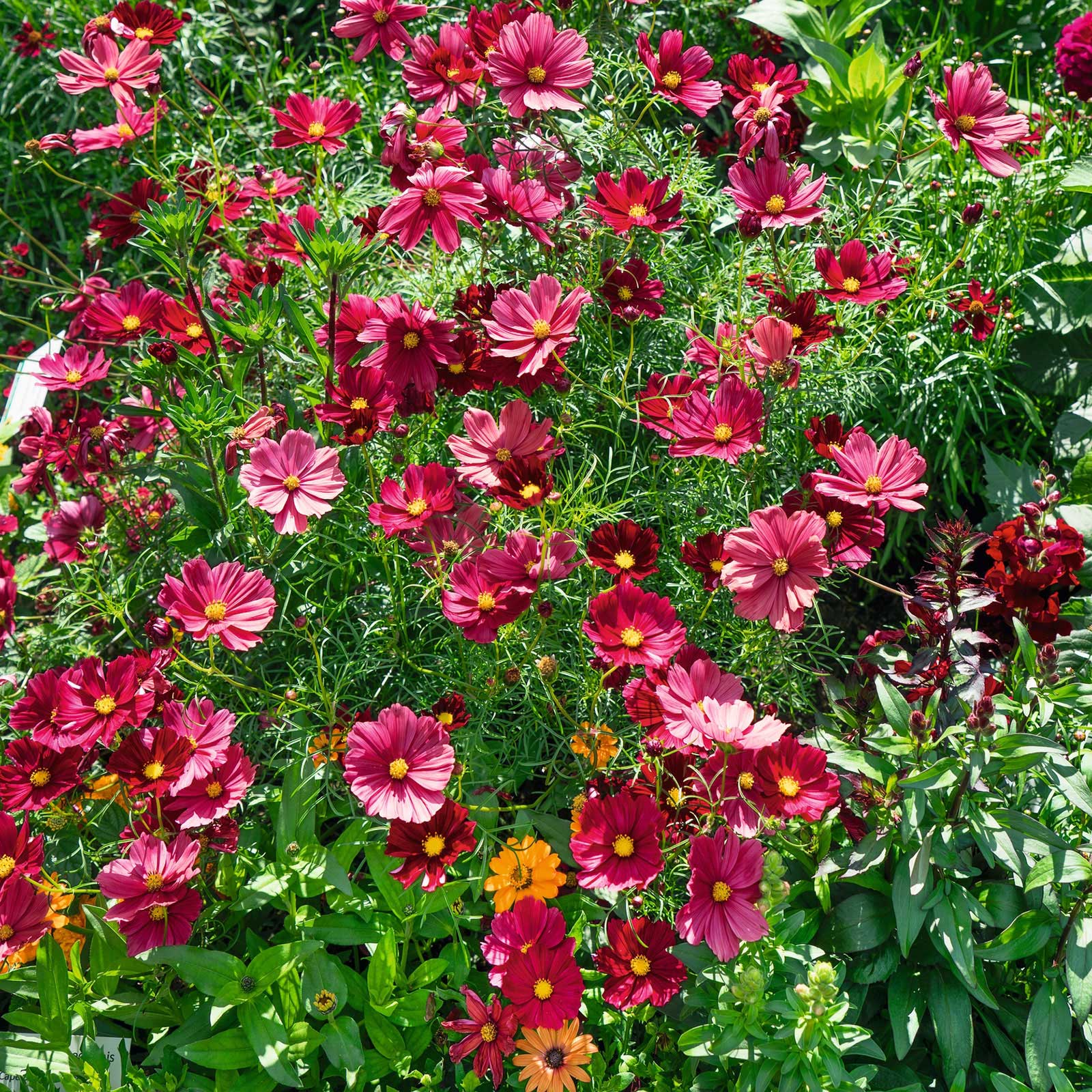 What to Grow in a Cut-Flower Garden cover photo collage