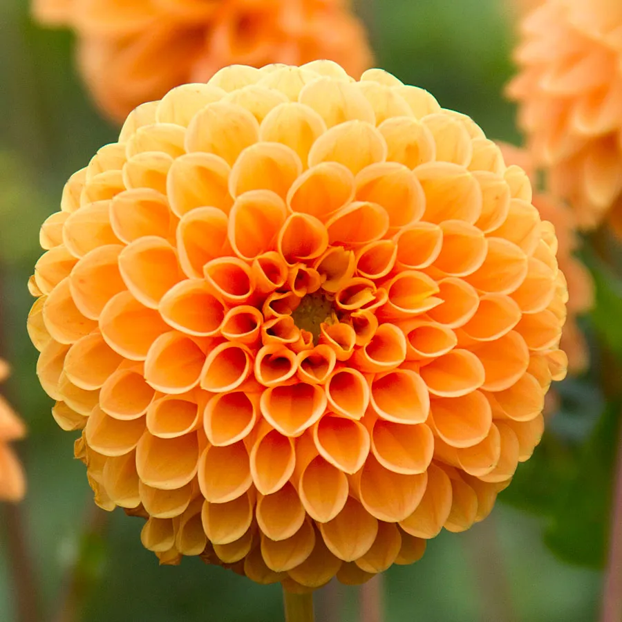 Dahlias for a Stunning Cut Flower Garden cover photo collage