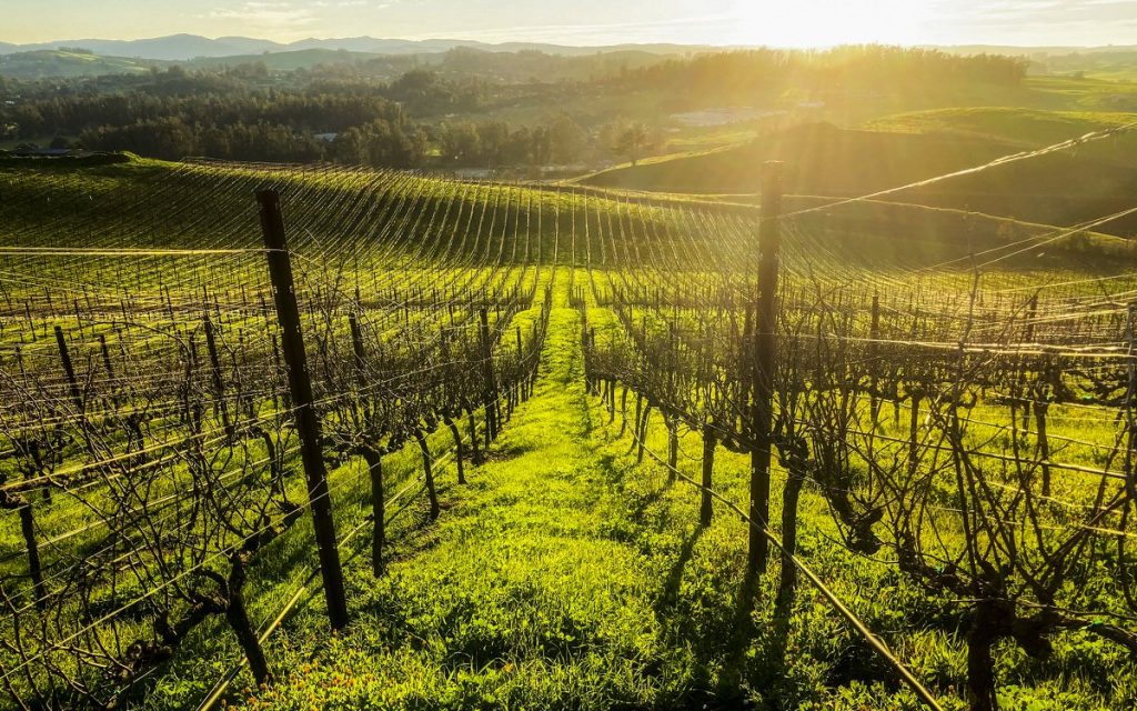 The Best Wineries in Sonoma & Napa closest to San Francisco cover photo collage