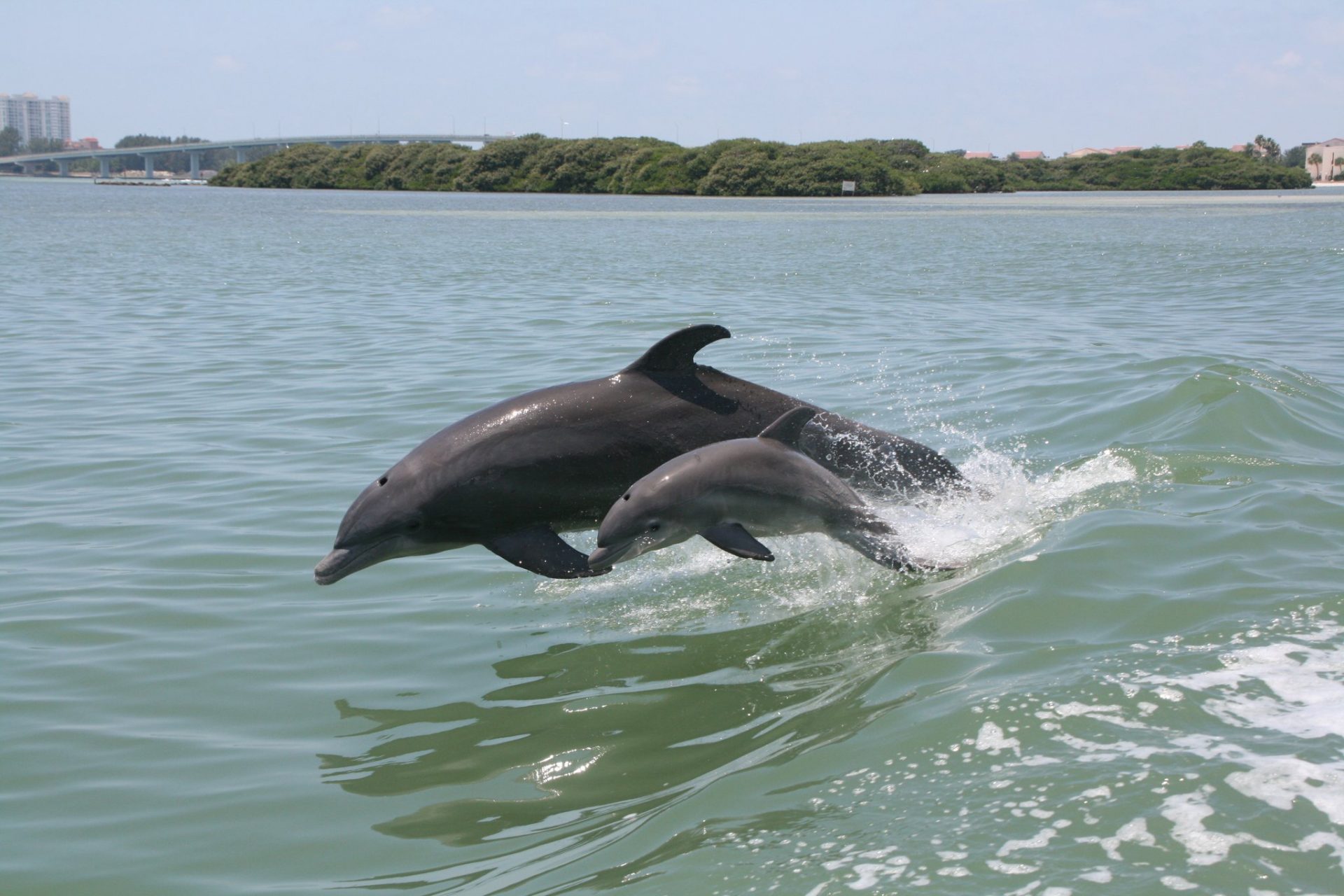 Mother-Daughter Activities in the Tampa Bay Area cover photo collage
