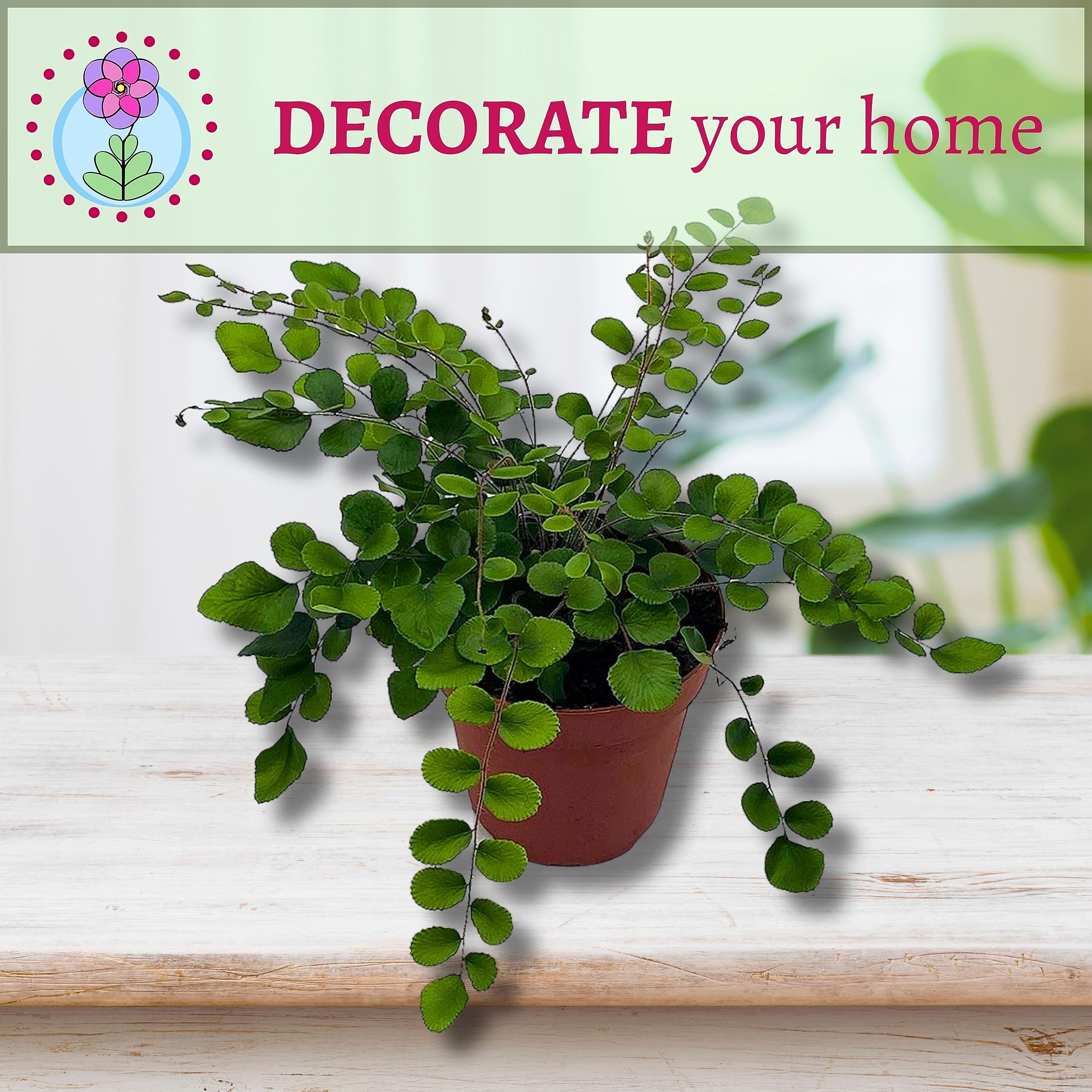 Must Have Home Decor & Houseplant Accessories For Every Room! cover photo collage