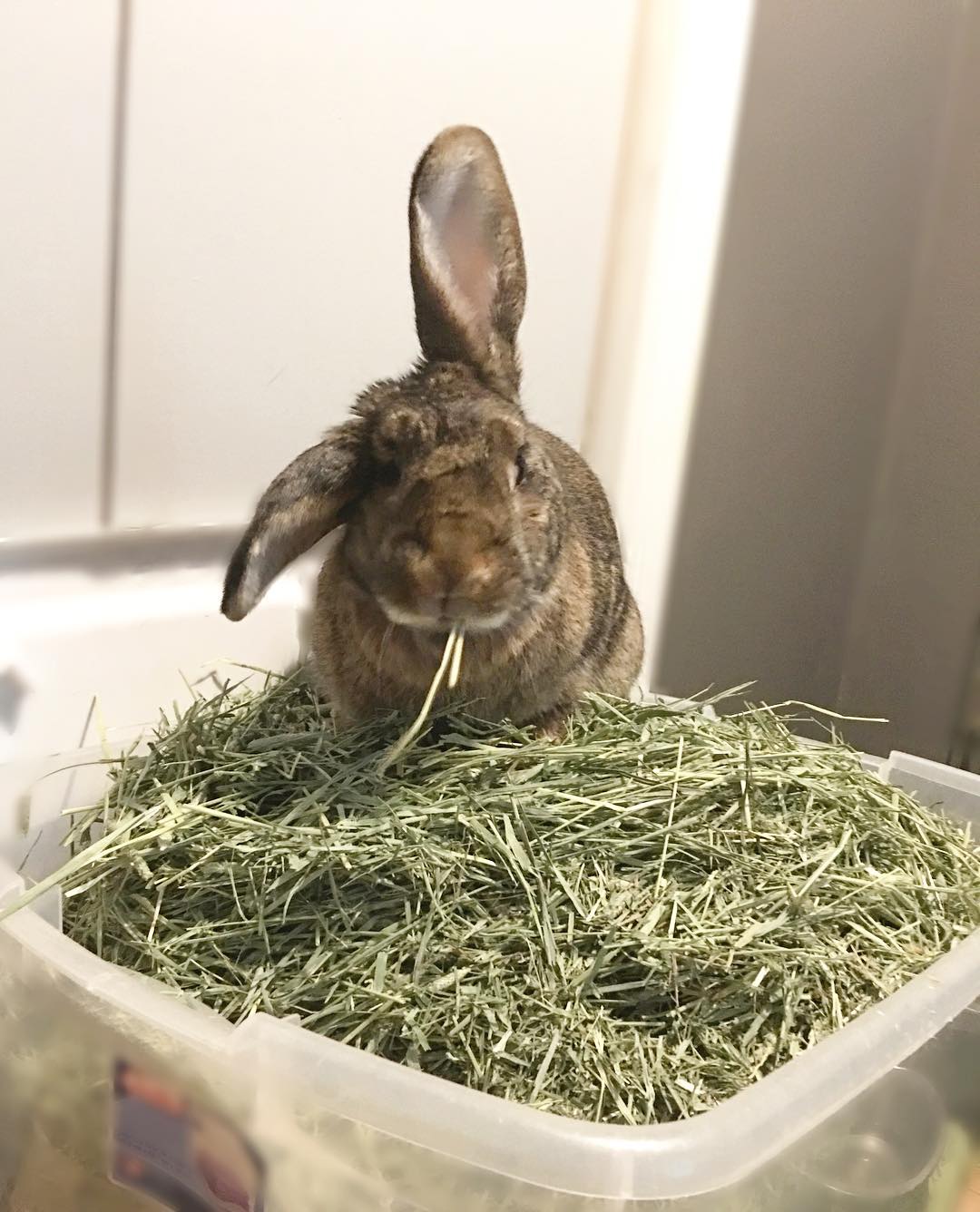 Bunny essentials! cover photo collage
