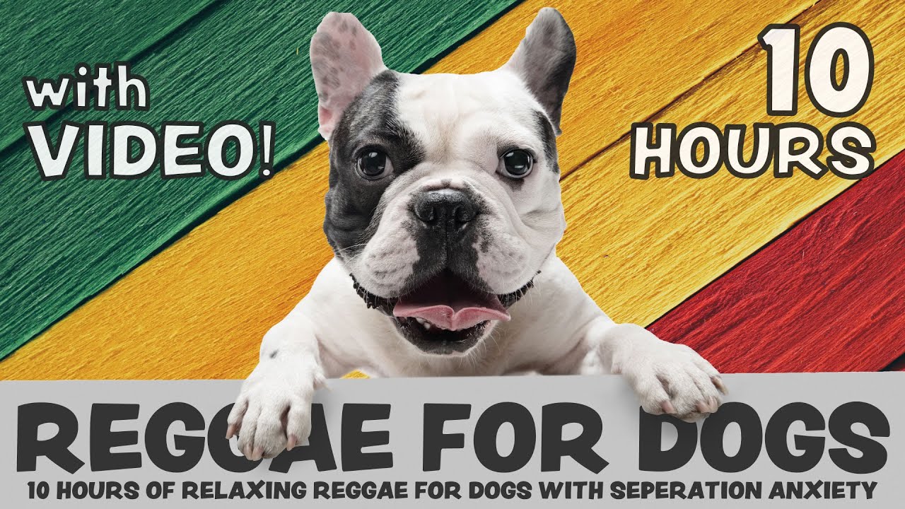 The Ultimate "My Human Left Me" Survival Guide for Dogs cover photo collage