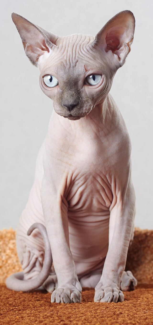 Sphynx cats cover photo collage