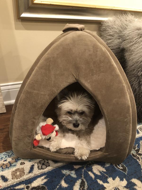 🐾 Tiny But Mighty: Must-Haves for Your Small Pup cover photo collage