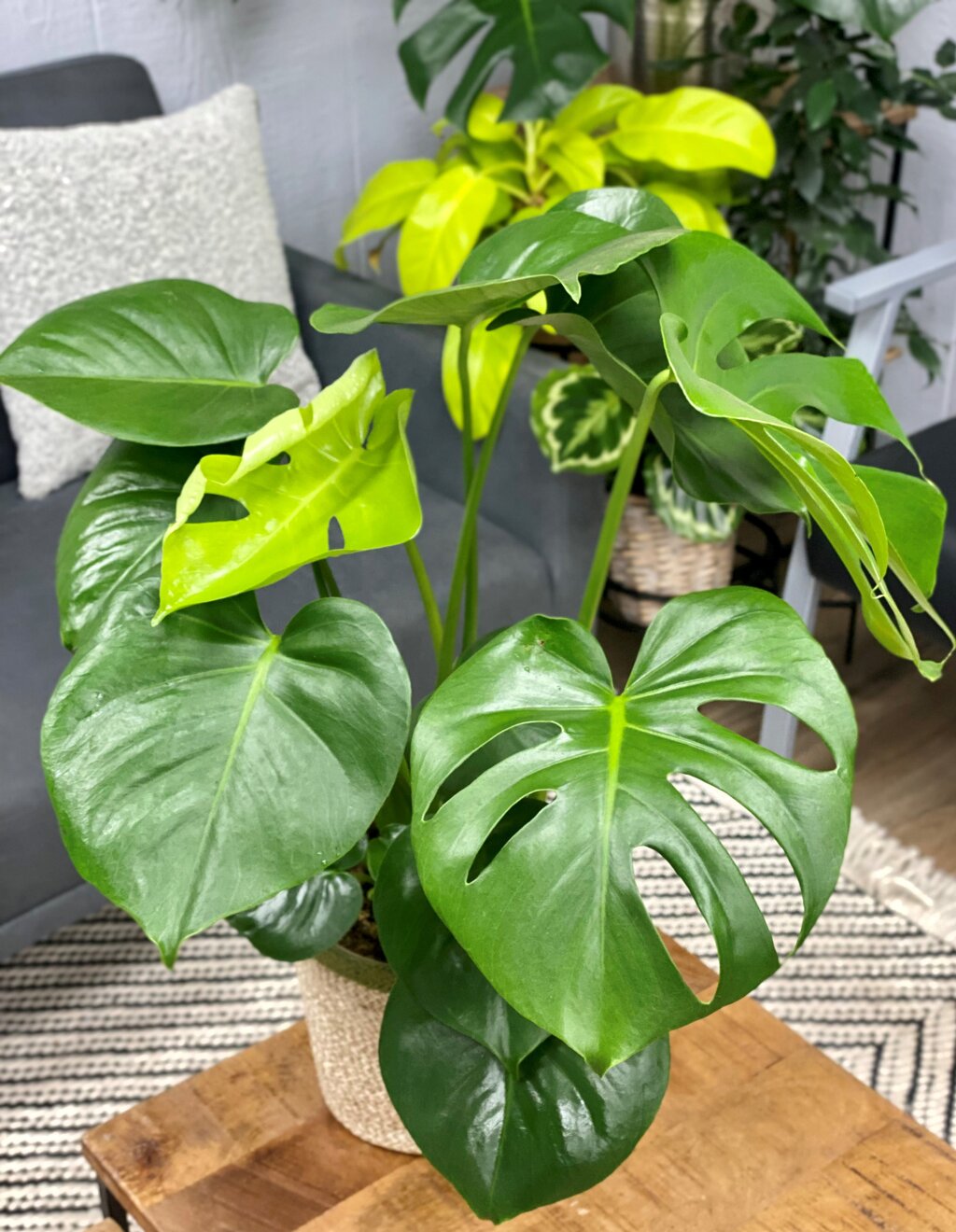 Easy houseplants for beginners🪴 cover photo collage