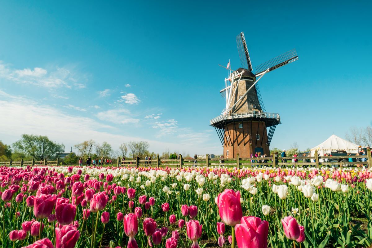 Tulip Time Holland, MI cover photo collage