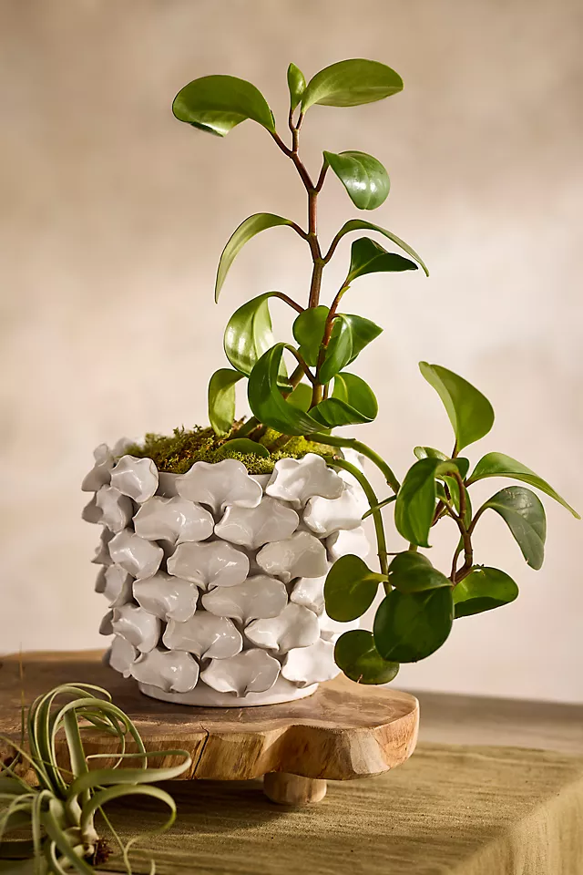 Must-haves for stylish plant moms cover photo collage