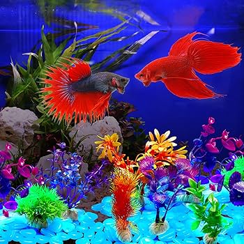Love your Betta Fish cover photo collage