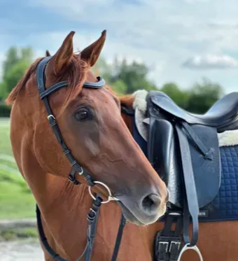 What's In My Tack Trunk (and Should Be In Yours) cover photo collage