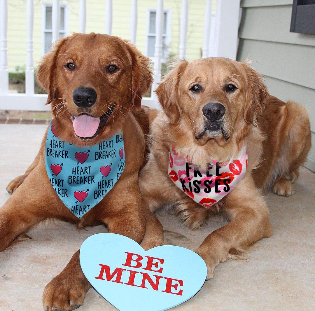 Holiday Picks! Not sure what to get your pet for Valentine’s Day💘, 🎃,🎄, etc ? We got some ideas take a look. cover photo collage