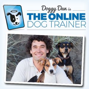 Paws & Play: Train at Home cover photo collage