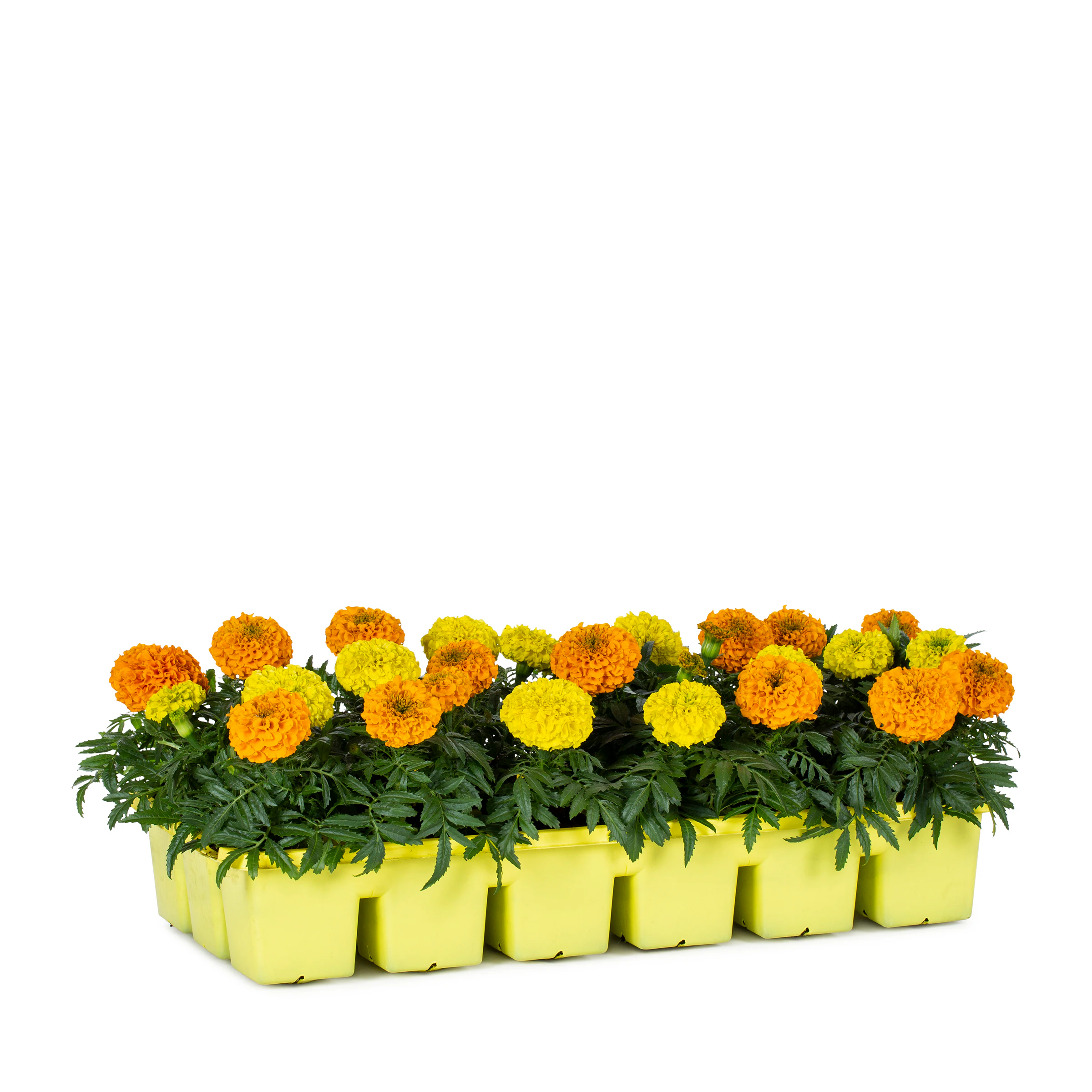 🌱 Home Garden Plants & Tools – Companion Planting & Smart Gardening Essentials cover photo collage