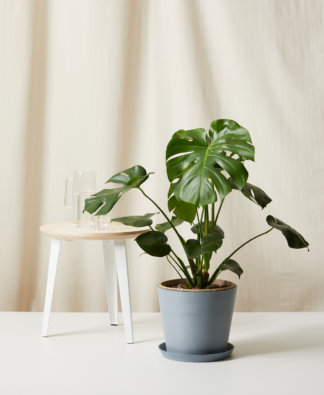 Leaf It to Us: Your Go-To Plant Collection from 7 Online Shops cover photo collage
