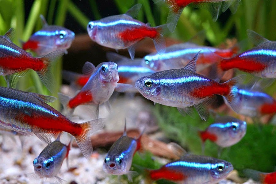 For Freshwater A-Fish-ionados: Getting Your Aquarium Set Up! 🐟 cover photo collage