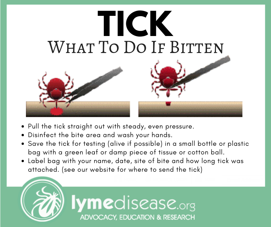 Things You Should Know About Lyme Disease cover photo collage