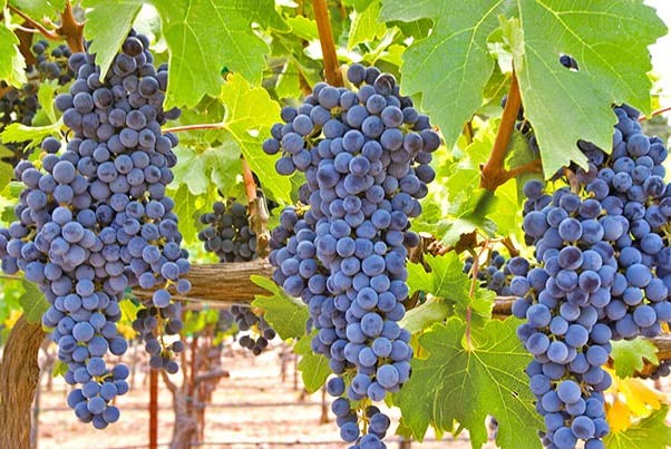 Grow Your Own Superfoods cover photo collage