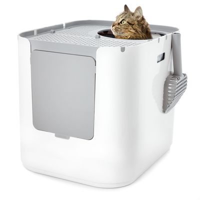 Sphynx Cat Care Essentials