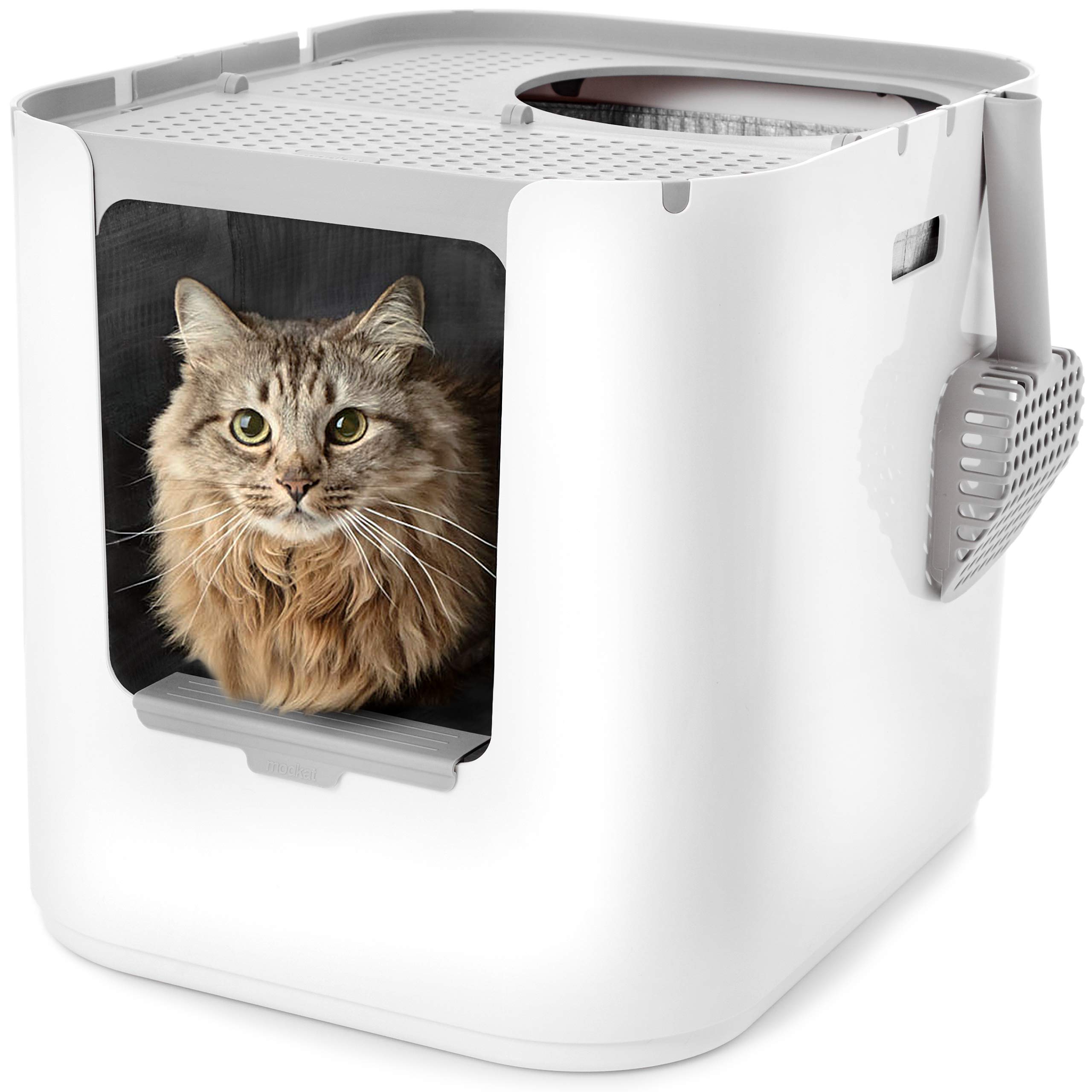 Sphynx Cat Care Essentials