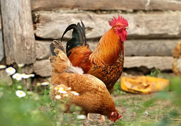 Chicken Farm cover photo collage