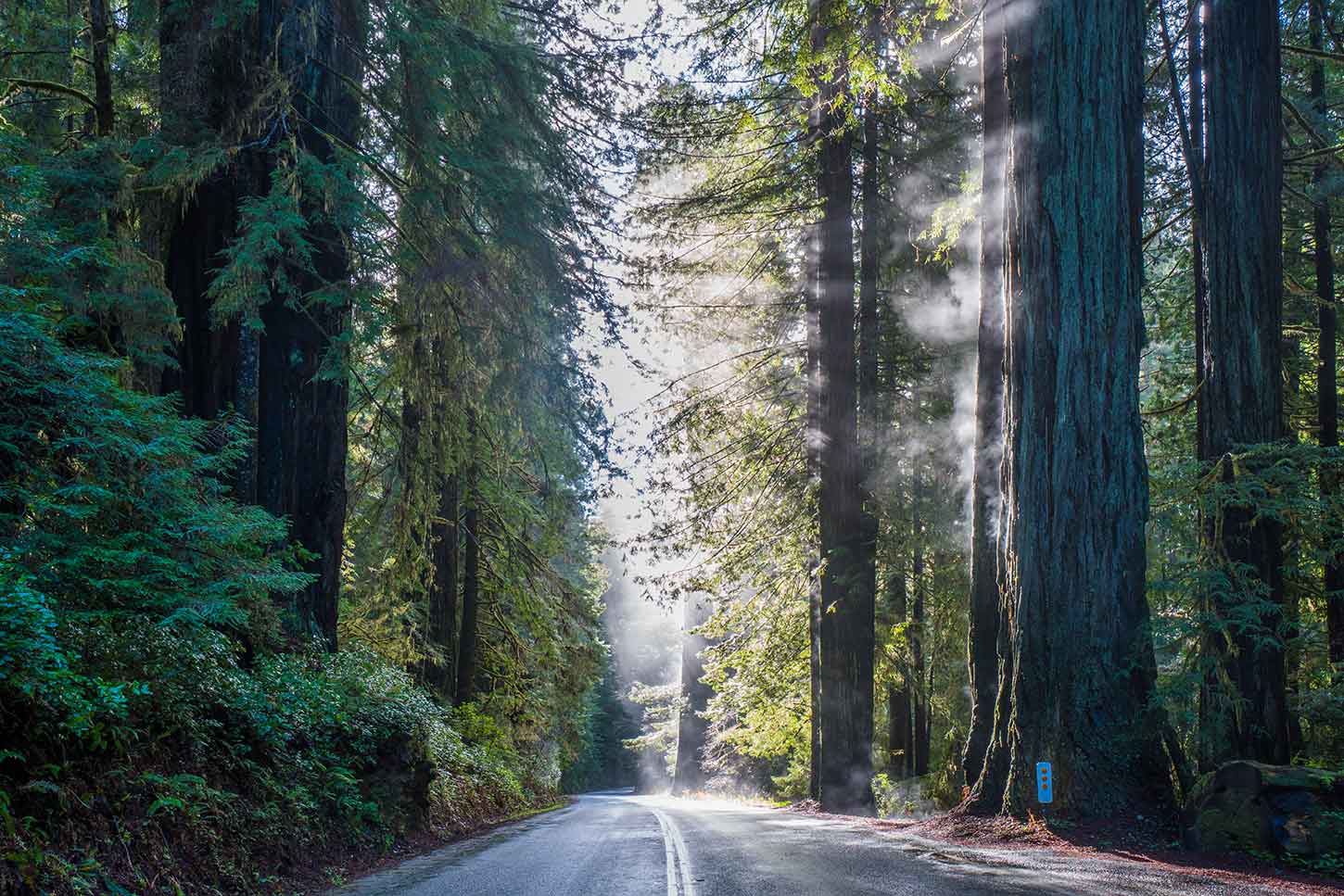 Redwood National and State Parks cover photo collage