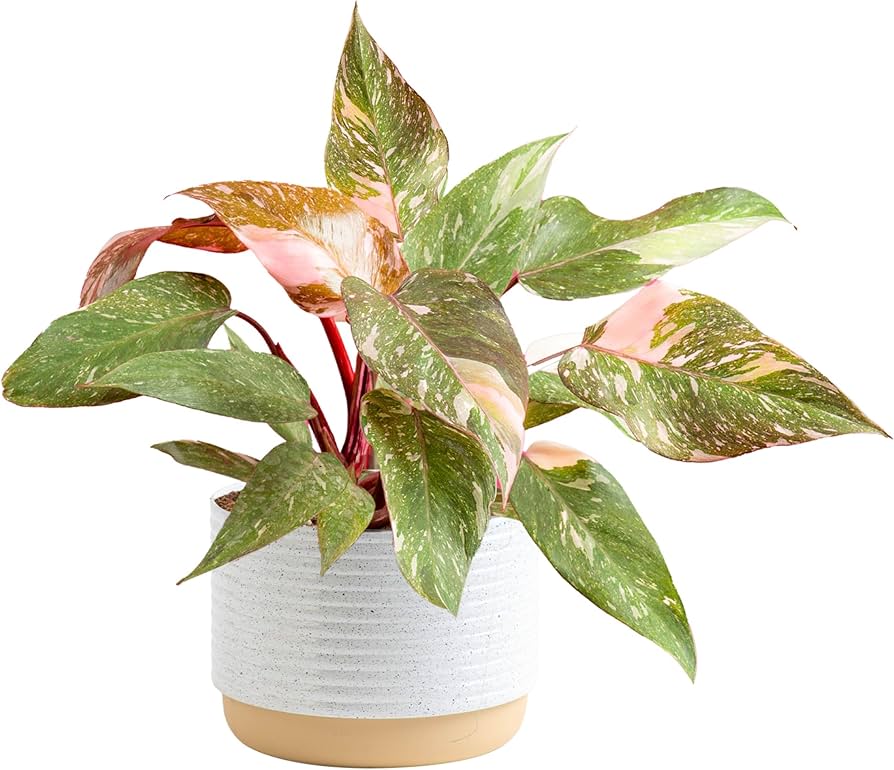 In my plant mom era. cover photo collage