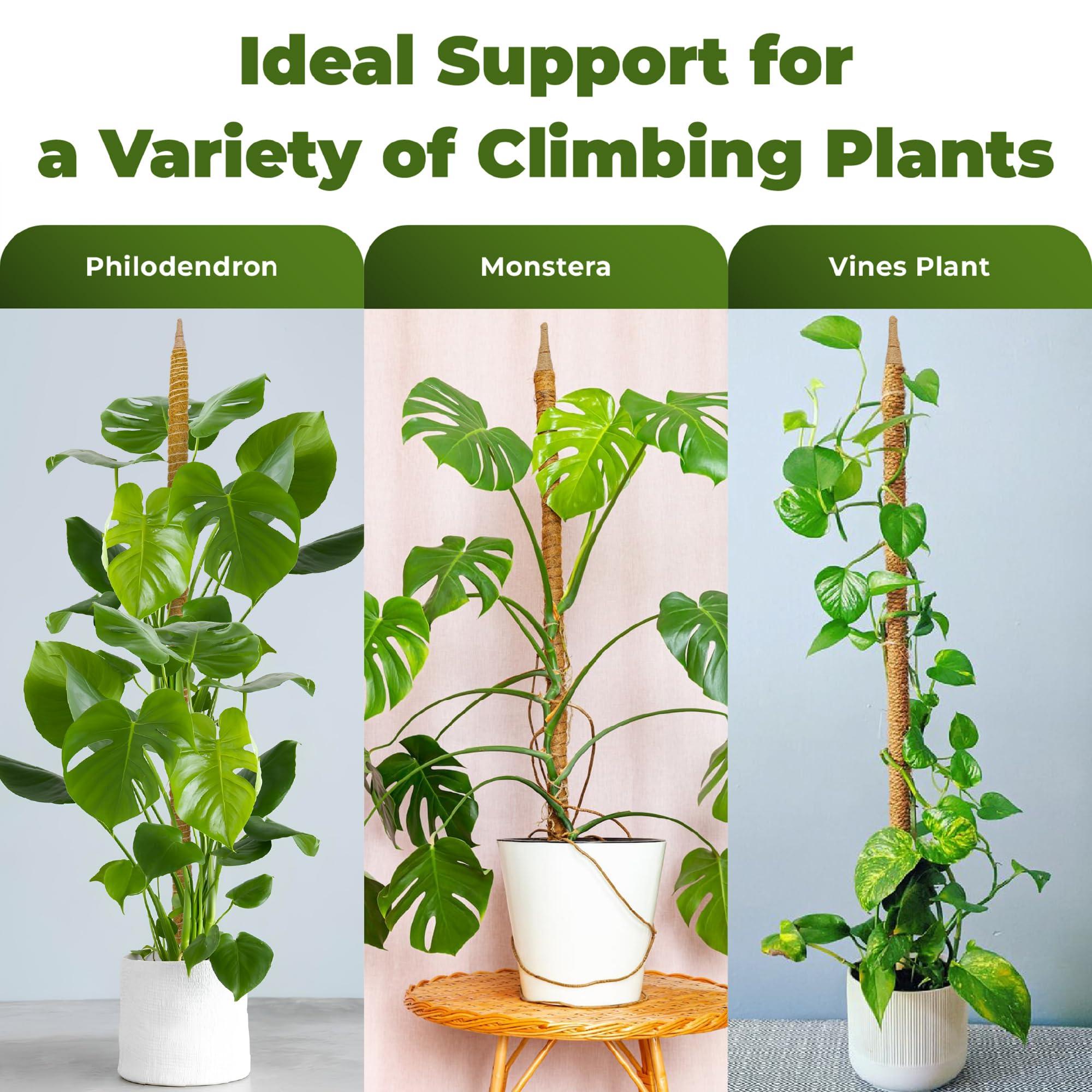 What I Use and Recommend for Caring for House Plants cover photo collage