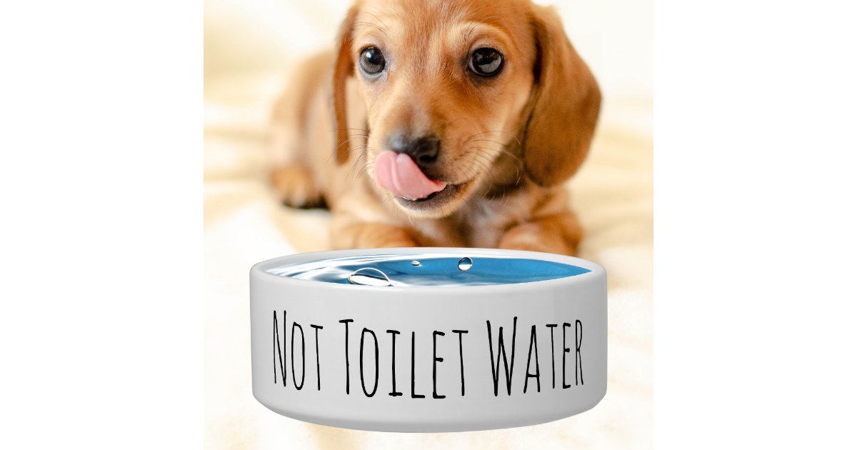 Pet Love cover photo collage